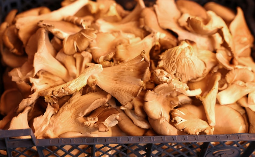 Targ przy ul. Bacciarellego