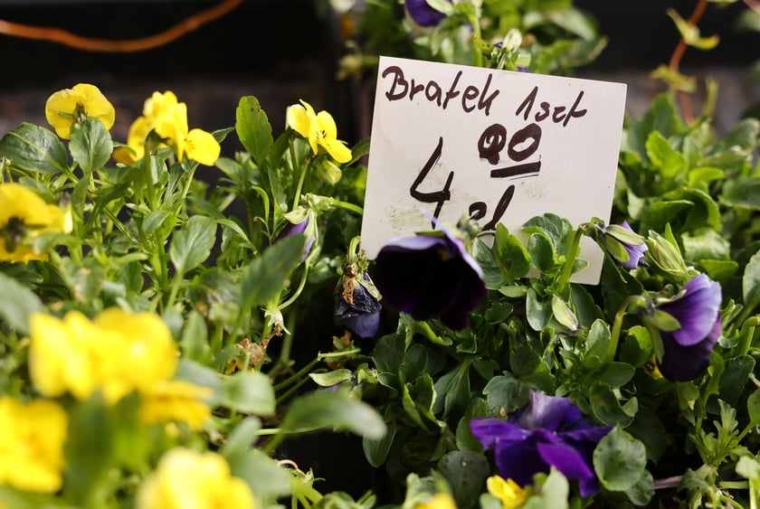 Targ przy ul. Bacciarellego