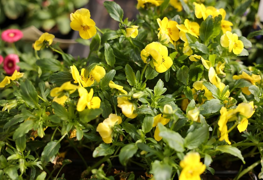 Targ przy ul. Bacciarellego