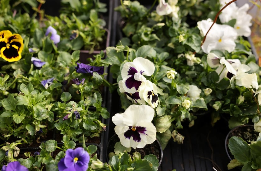 Targ przy ul. Bacciarellego