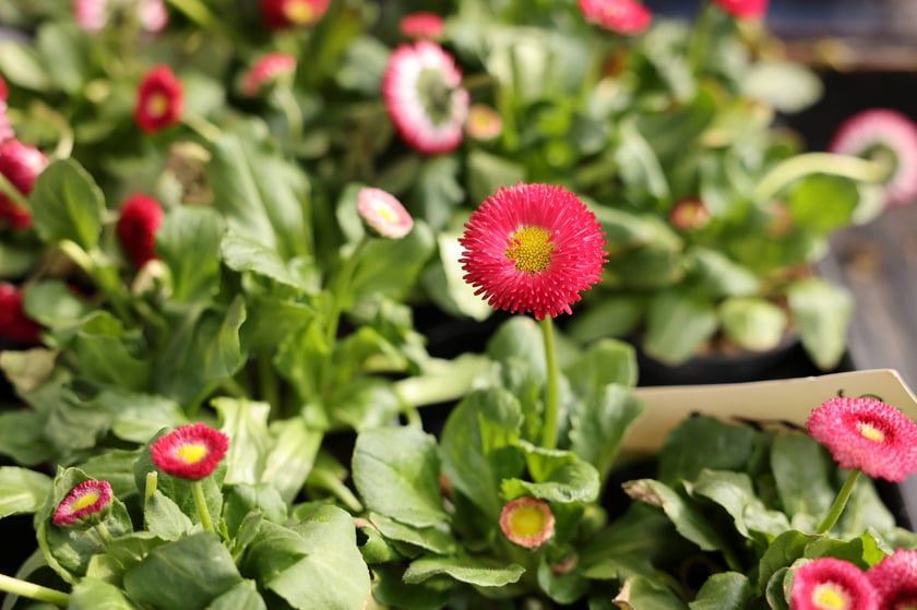 Targ przy ul. Bacciarellego