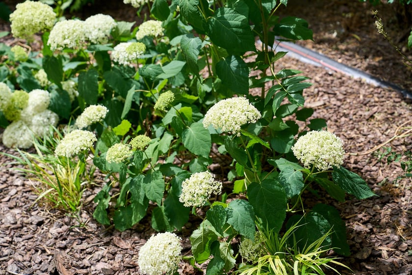 Zagospodarowany przez dewelopera teren z instalacją Pamięć