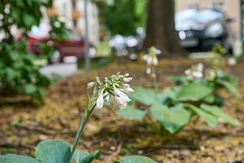 Zagospodarowany przez dewelopera teren z instalacją Pamięć