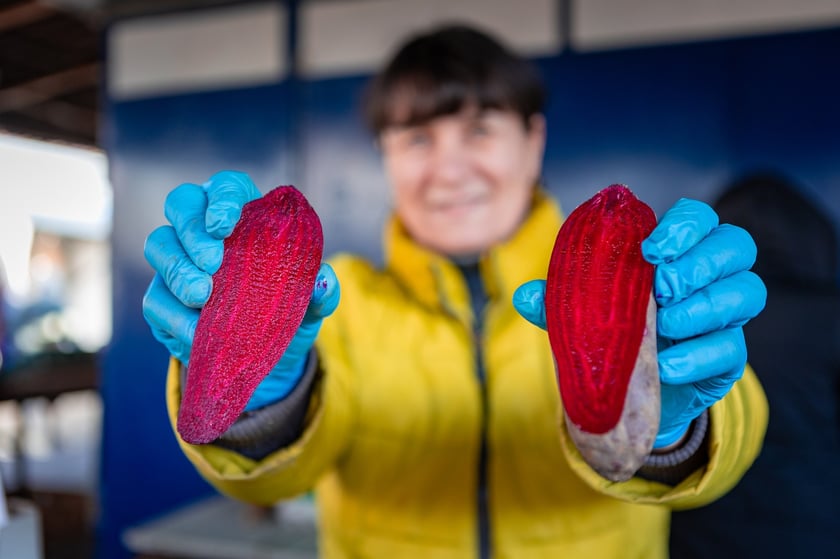 Sprzedaż buraków na wrocławskich targowiskach.