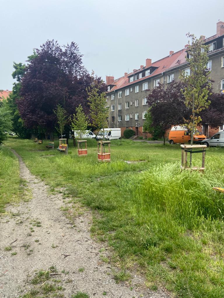 Droga wydeptana na trawniku. Trawa jest zaniedbana. Po prawej stronie rosną nieduże drzewka. Za nimi budynki mieszkalne.