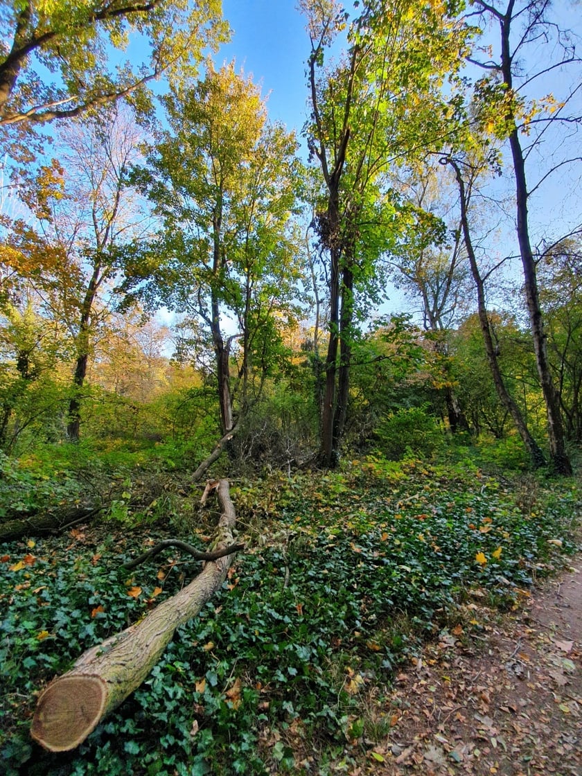 park Grabiszyński