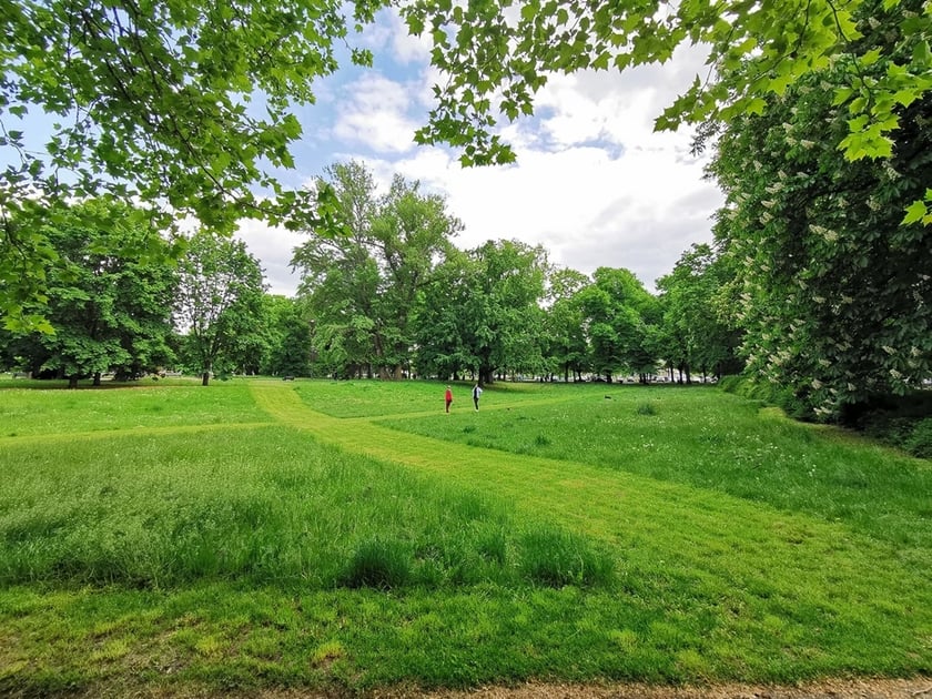 polana w parku, koszenie częściowe