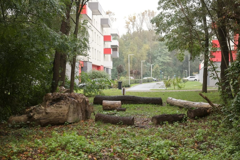 Smocze Uroczysko - naturalistyczny park na osiedlu Strachocin-Swojczyce-Wojnów. Projekt nr 326 w WBO 2021.