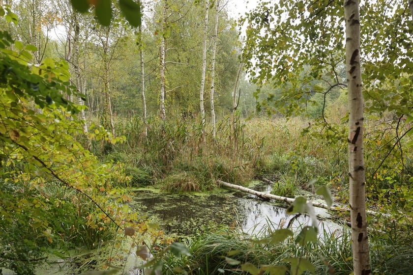 Smocze Uroczysko - naturalistyczny park na osiedlu Strachocin-Swojczyce-Wojnów. Projekt nr 326 w WBO 2021.