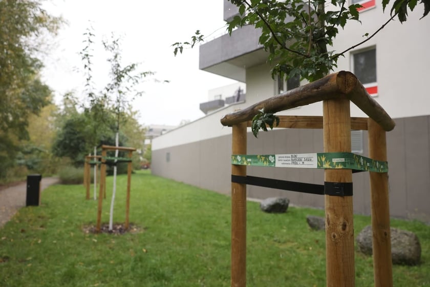 Smocze Uroczysko - naturalistyczny park na osiedlu Strachocin-Swojczyce-Wojnów. Projekt nr 326 w WBO 2021.