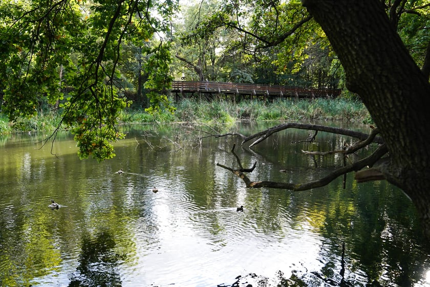 Swojczycki Park Czarna Woda