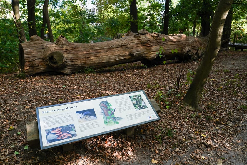 Swojczycki Park Czarna Woda