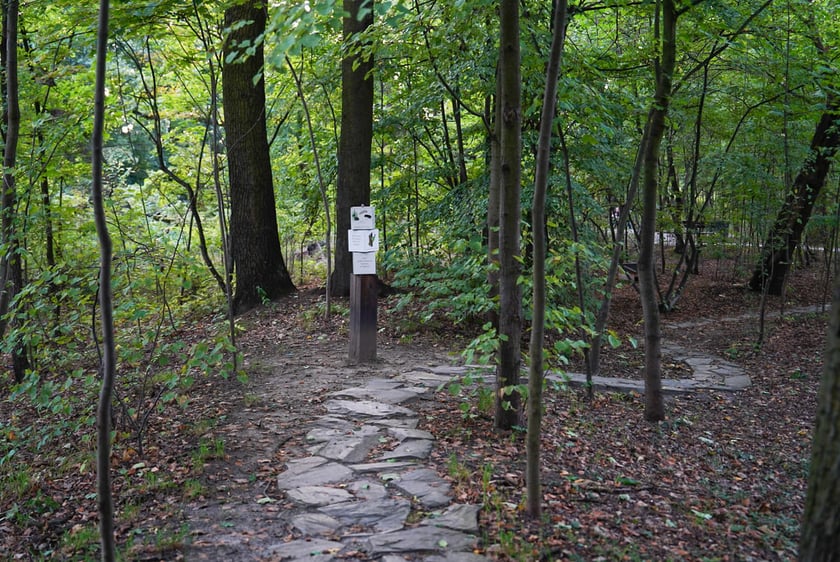 Swojczycki Park Czarna Woda