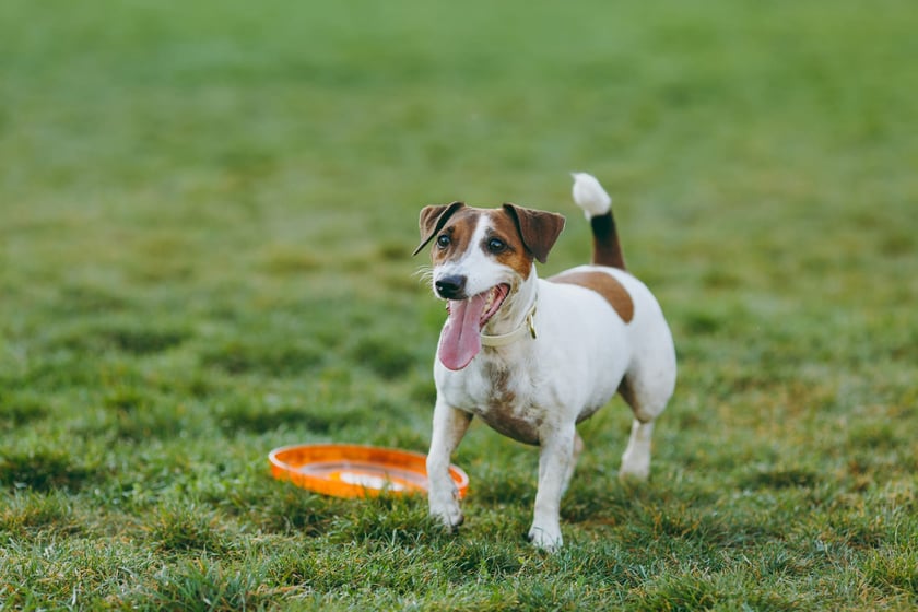 Jack russell terrier