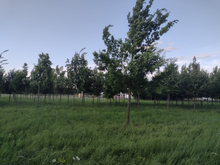 Za drzewami: bar Polana przy parku Brochowskim