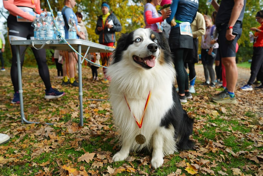 Bieg Wielkiej Wyspy. Wrocław, 25.10.2025