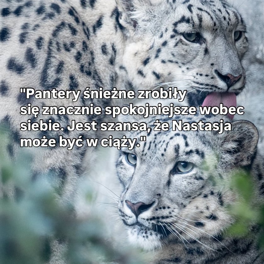 Fragment z raportów przygotowywanych we wrocławskim zoo