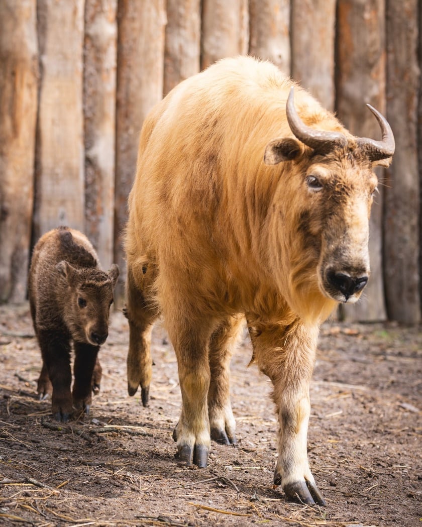 Młody takin złoty, samiczka