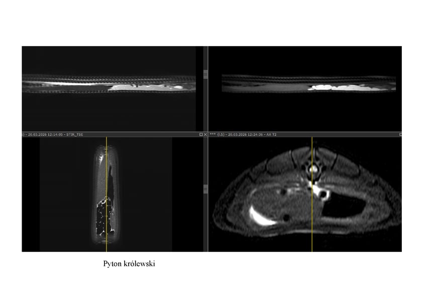 <p>Pyton kr&oacute;lewski</p>