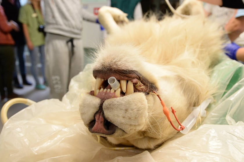 <p>W pracowni Rezonansu Magnetycznego w Katedrze i Klinice Chirurgii Wydziału Medycyny Weterynaryjnej UPWr</p>