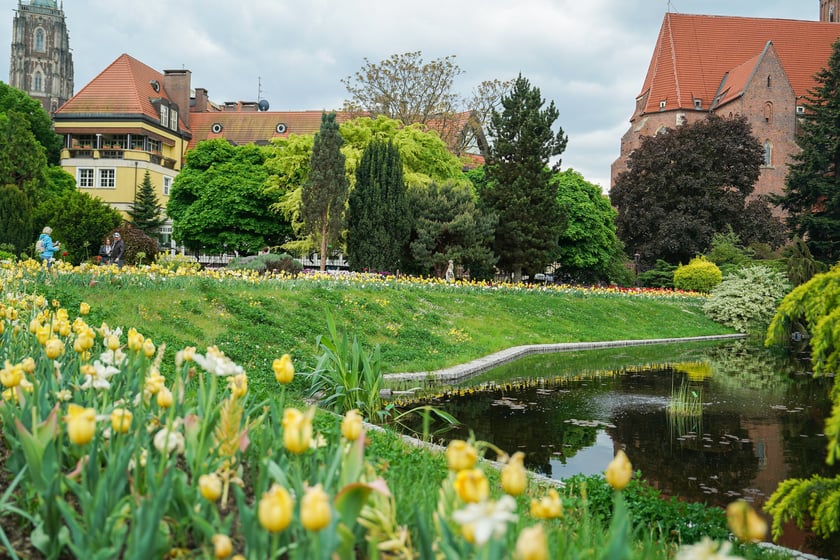 Powiększ obraz: Festiwal Tulipanów w Ogrodzie Botanicznym Uniwersytetu Wrocławskiego, 9 maja 2026 r.