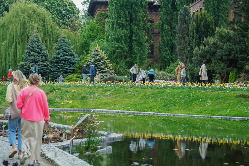 Powiększ obraz: Festiwal Tulipanów w Ogrodzie Botanicznym Uniwersytetu Wrocławskiego, 9 maja 2026 r.