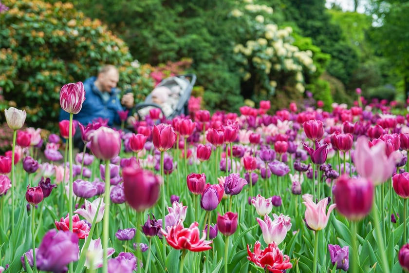 Powiększ obraz: Festiwal Tulipanów w Ogrodzie Botanicznym Uniwersytetu Wrocławskiego, 9 maja 2026 r.