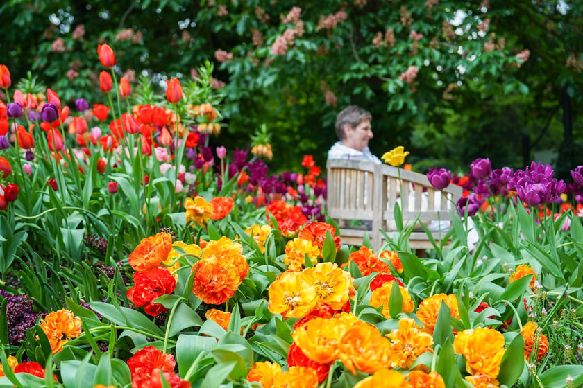 Powiększ obraz: Festiwal Tulipanów w Ogrodzie Botanicznym Uniwersytetu Wrocławskiego, 9 maja 2026 r.
