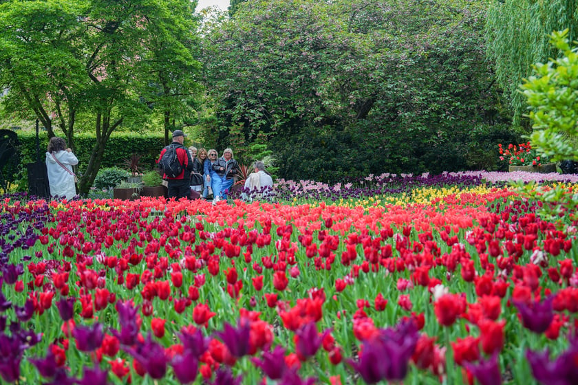 Powiększ obraz: Festiwal Tulipanów w Ogrodzie Botanicznym Uniwersytetu Wrocławskiego, 9 maja 2026 r.