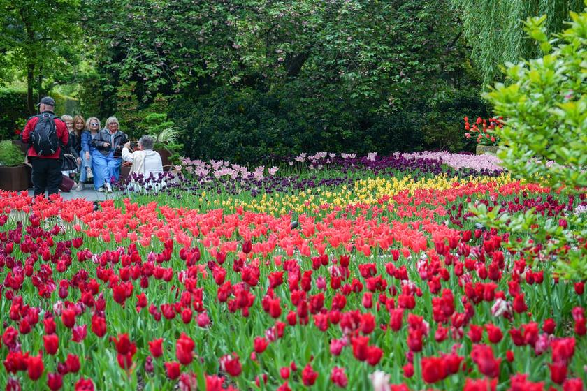 Powiększ obraz: Festiwal Tulipanów w Ogrodzie Botanicznym Uniwersytetu Wrocławskiego, 9 maja 2026 r.