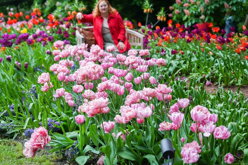 Powiększ obraz: Festiwal Tulipanów w Ogrodzie Botanicznym Uniwersytetu Wrocławskiego, 9 maja 2026 r.