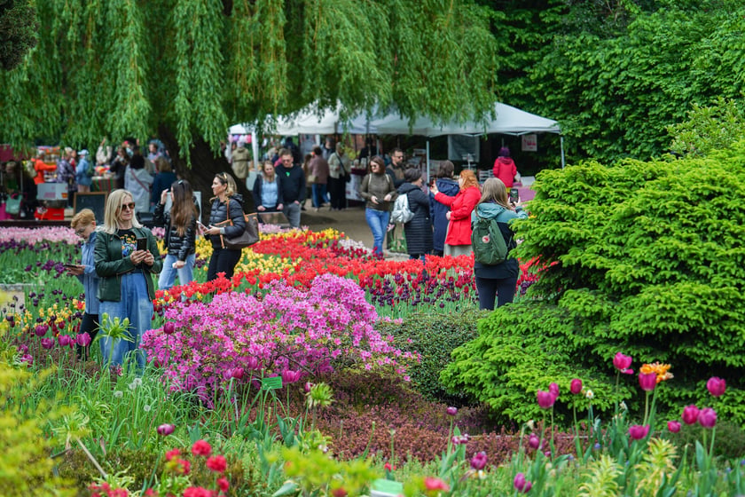 Powiększ obraz: Festiwal Tulipanów w Ogrodzie Botanicznym Uniwersytetu Wrocławskiego, 9 maja 2026 r.