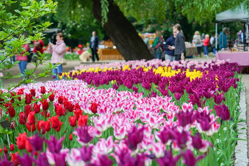 Powiększ obraz: Festiwal Tulipanów w Ogrodzie Botanicznym Uniwersytetu Wrocławskiego, 9 maja 2026 r.