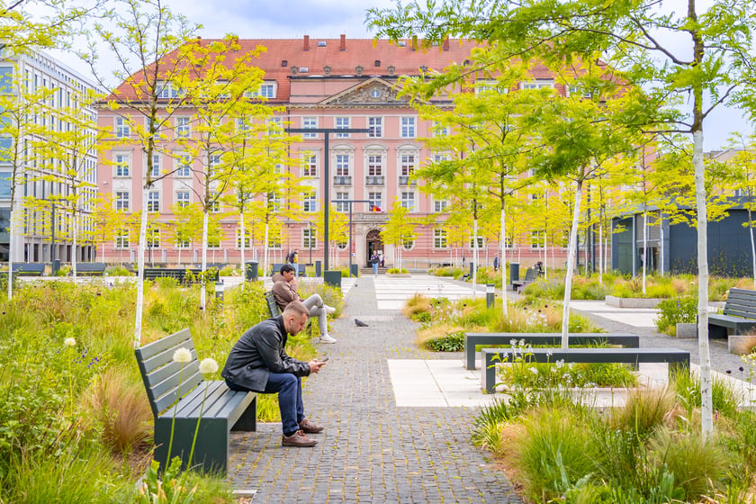 Rośliny i drzewa na Placu Nowy Targ - 12 maja 2026 r.