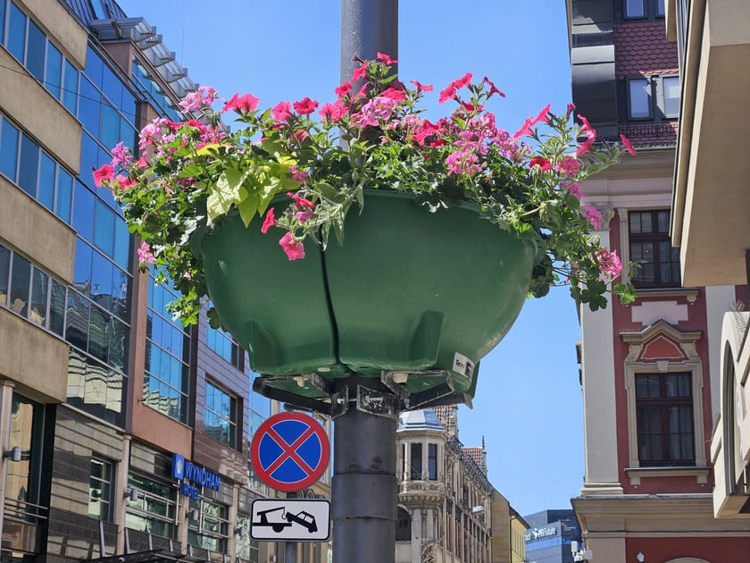 Kolorowe kwiaty w donicach zamocowanych na latarniach na Starym Mieście we Wrocławiu.