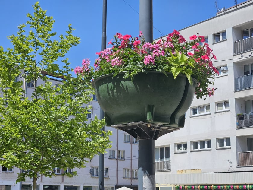 Kolorowe kwiaty w donicach zamocowanych na latarniach na Starym Mieście we Wrocławiu.