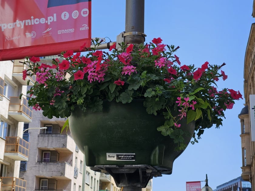 Kolorowe kwiaty w donicach zamocowanych na latarniach na Starym Mieście we Wrocławiu.