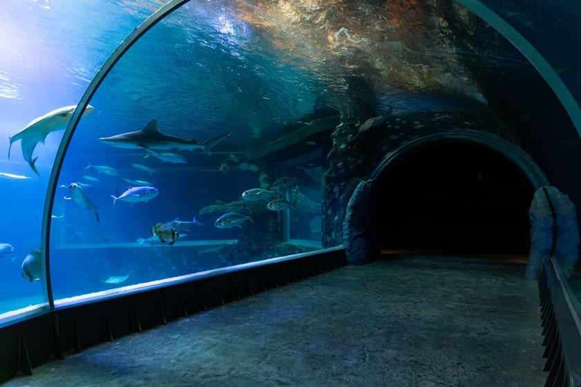 <p>Kanał Mozambicki w Afrykarium we wrocławskim zoo</p>