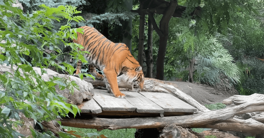 Stopklatka z filmu przygotowanego przez wrocławskie zoo
