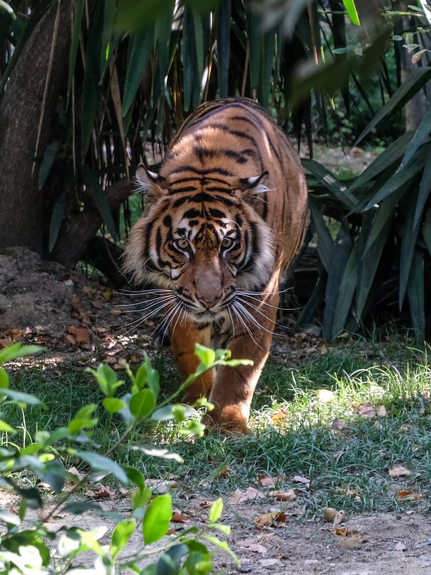 Musi, jeden z tygrysów-czworaczków, które przyszły na świat w zoo we Wrocławiu, sportretowany w swoim nowym domu, w ogrodzie zoologicznym w Lizbonie