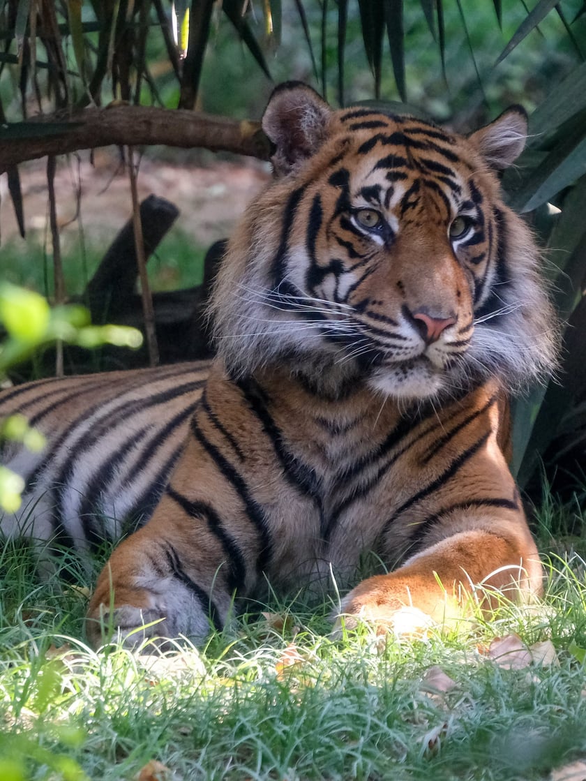Musi, jeden z tygrysów-czworaczków, które przyszły na świat w zoo we Wrocławiu, sportretowany w swoim nowym domu, w ogrodzie zoologicznym w Lizbonie
