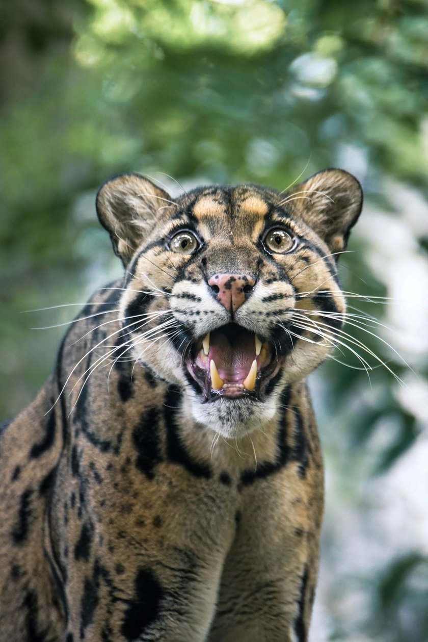 Pantera mglista z wrocławskiego zoo