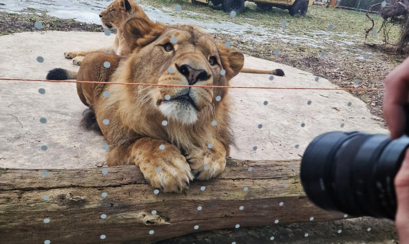 Lew południowy z wrocławskiego zoo