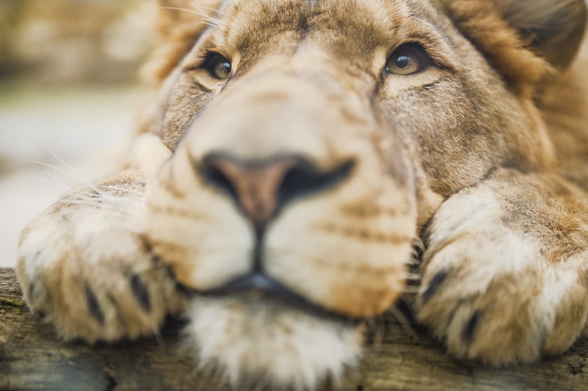 Lew południowy z wrocławskiego zoo