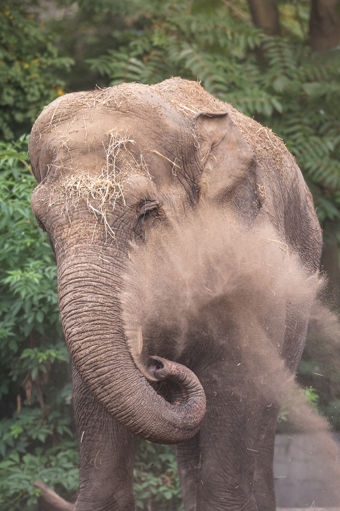 Słoń indyjski z wrocławskiego zoo