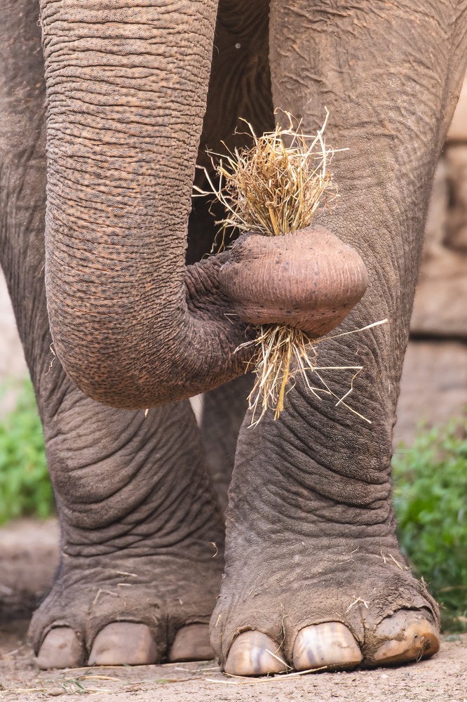 Słoń indyjski z wrocławskiego zoo