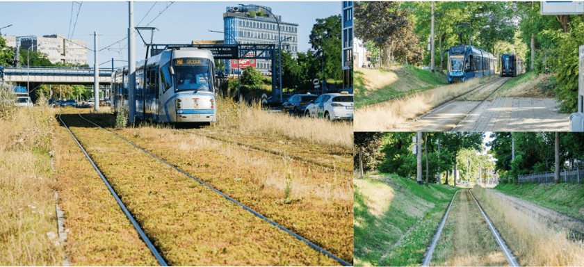 Kolaż trzech zdjęć torowisk tramwajowych porośniętych trawą i niską roślinnością rozchodnikową, którymi jeżdżą tramwaje na tle zabudowy miejskiej oraz wśród zadrzewionych skarp.