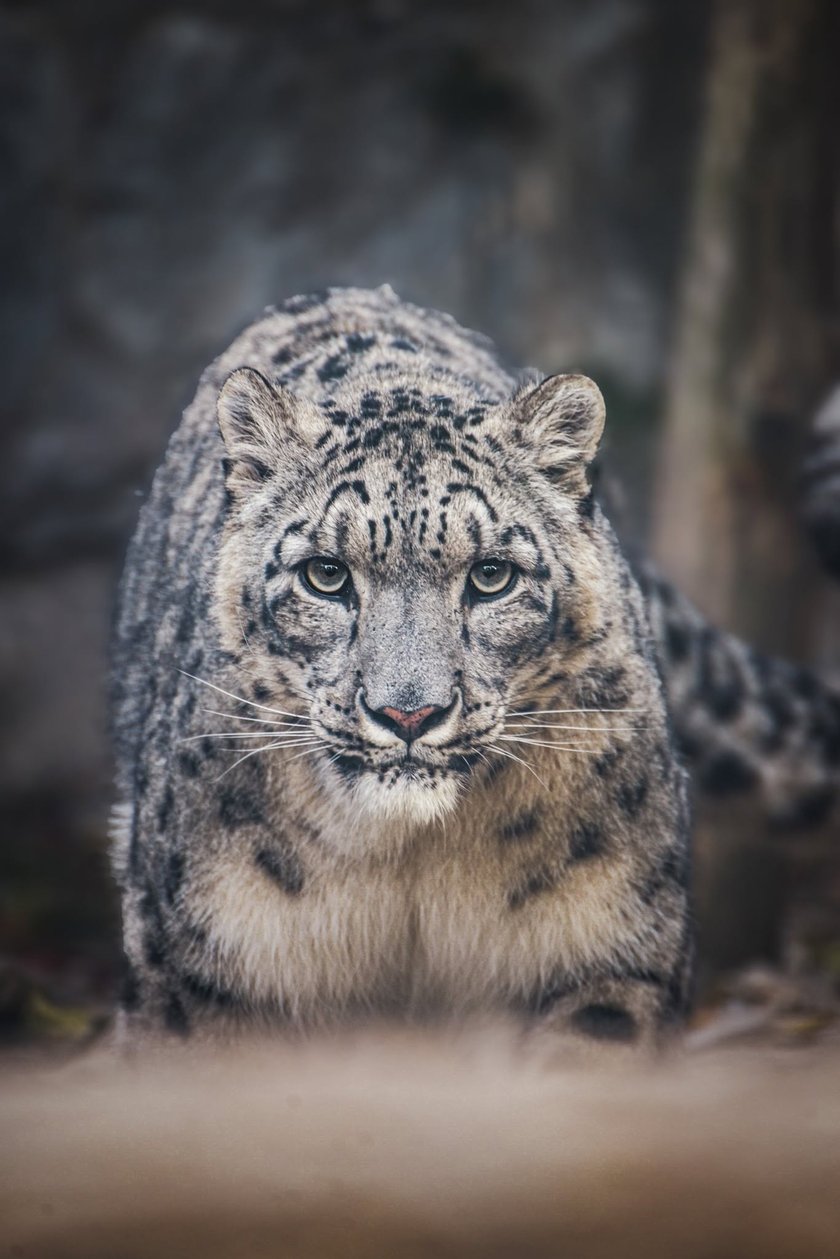<p>Nurek, pantera śnieżna z wrocławskiego zoo</p>