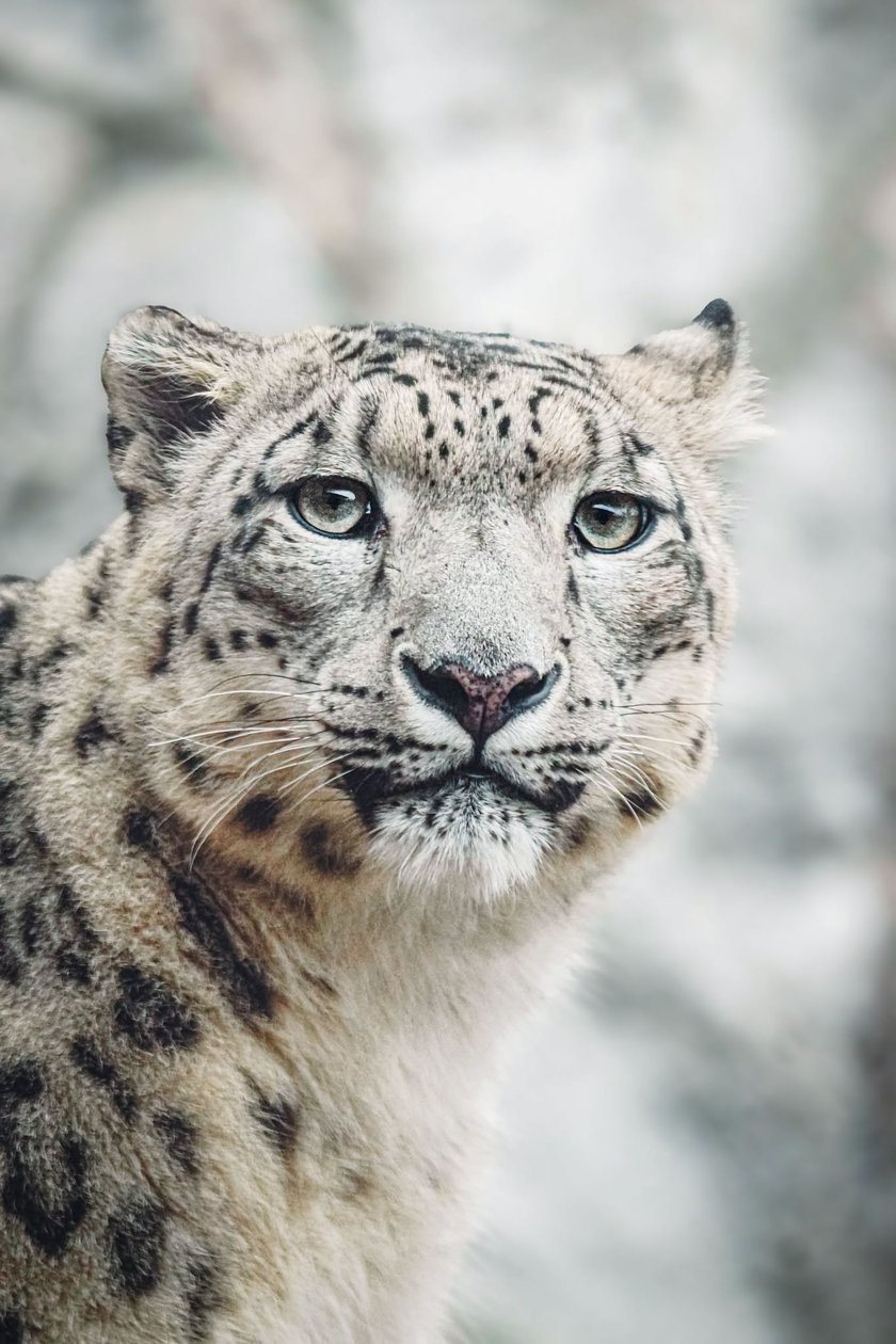 <p>Nastazja, pantera śnieżna z wrocławskiego zoo</p>