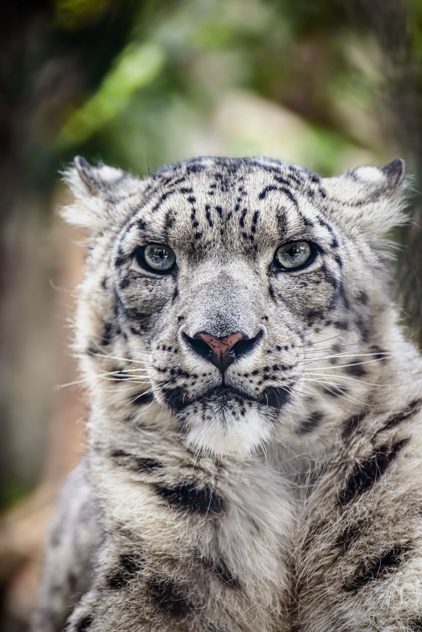 <p>Nurek. pantera śnieżna z wrocławskiego zoo</p>